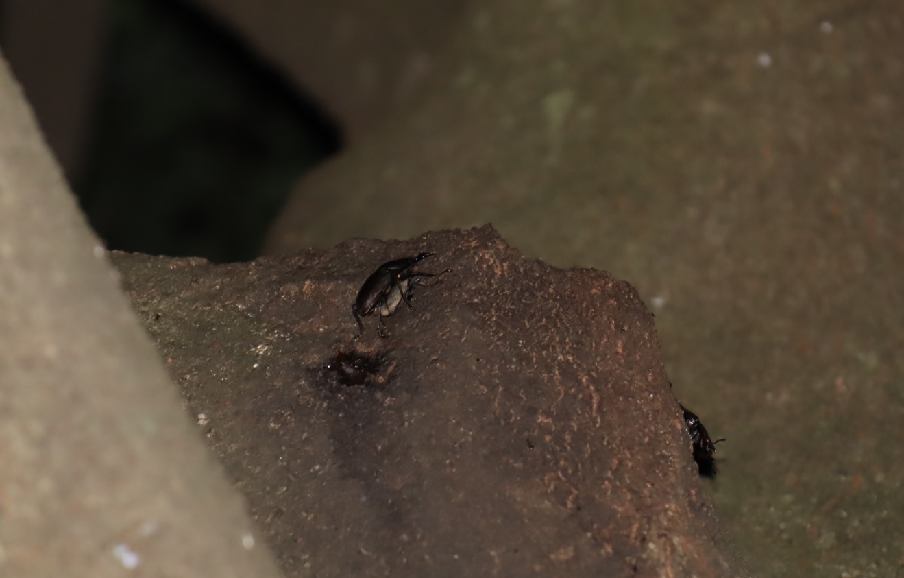 6箇所目（背面-上ｰコブの上）_ノコギリクワガタ1♀、コクワガタ１♂1♀_シラカシ_2023年7月4日20時5分 気温25度